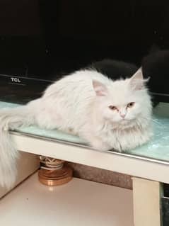 white Persian cat triple coat