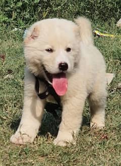 alabai security dog 2 month male for sale heavy bone