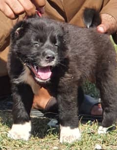 bakarwal security dog 2 month male for sale heavy bone