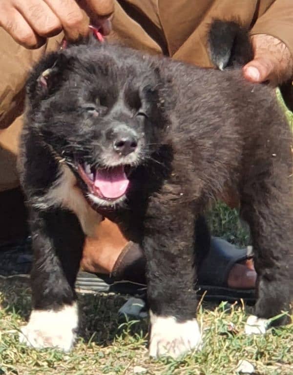 bakarwal security dog 2 month male for sale heavy bone 0