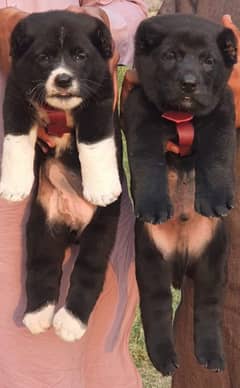 alabai security Dog 2 month pair for sale heavy bone