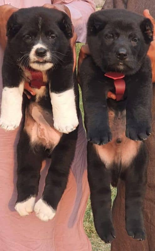 alabai security Dog 2 month pair for sale heavy bone 0