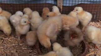 Golden and White Heavy buff chicks 0