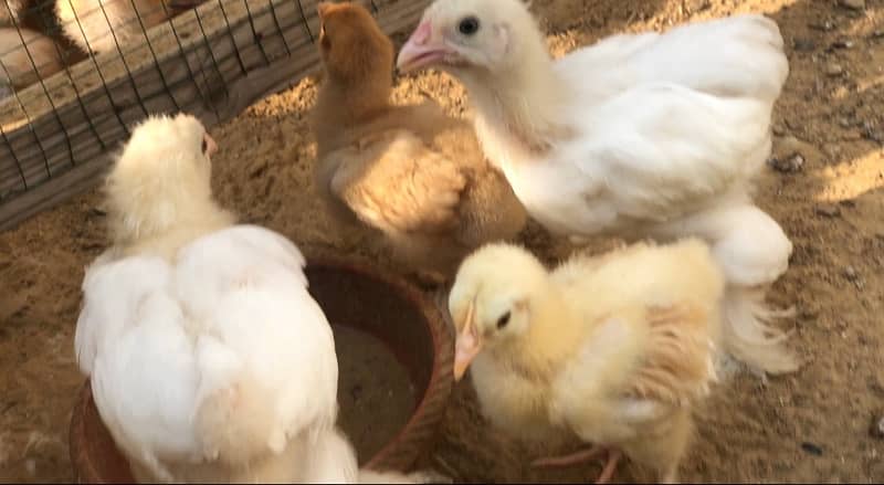 Golden and White Heavy buff chicks 2