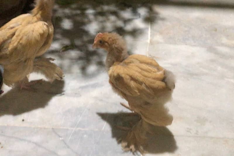 Golden and White Heavy buff chicks 5