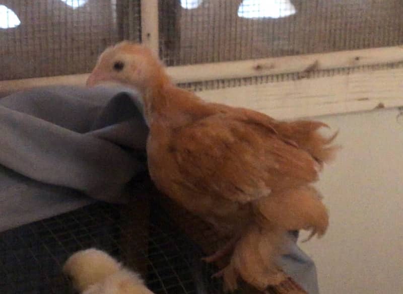 Golden and White Heavy buff chicks 6