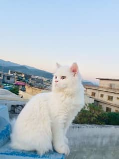 Persian white cat