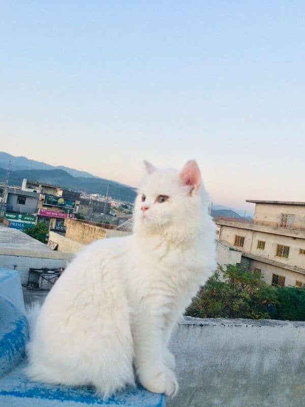 Persian white cat 0