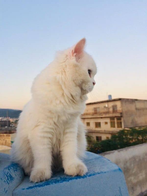 Persian white cat 1