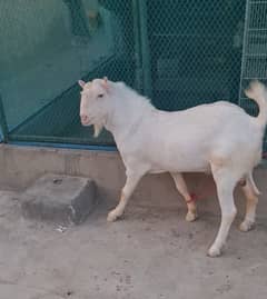 full gulabi teddy heavyweight tedda(bakri breeder) goat