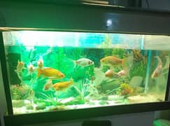 fish aquarium