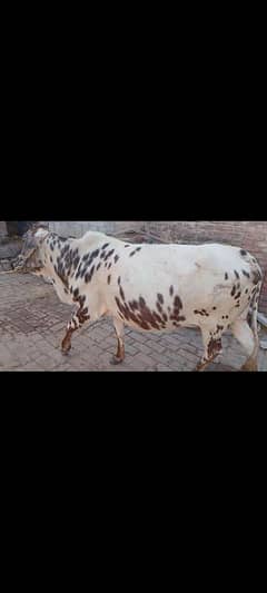 cow 4th sowa 03459752637