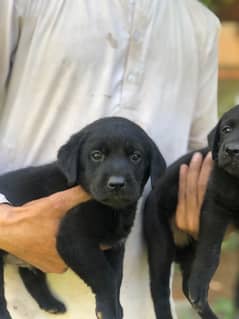 pure Labrador