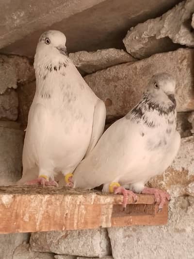 Joron wala achy kabotet urgent sale