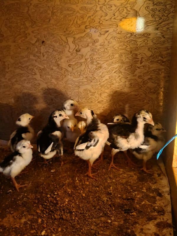 White O Shamo /Aseel pathy /king size/ shamo chicks/high Quality shamo 11