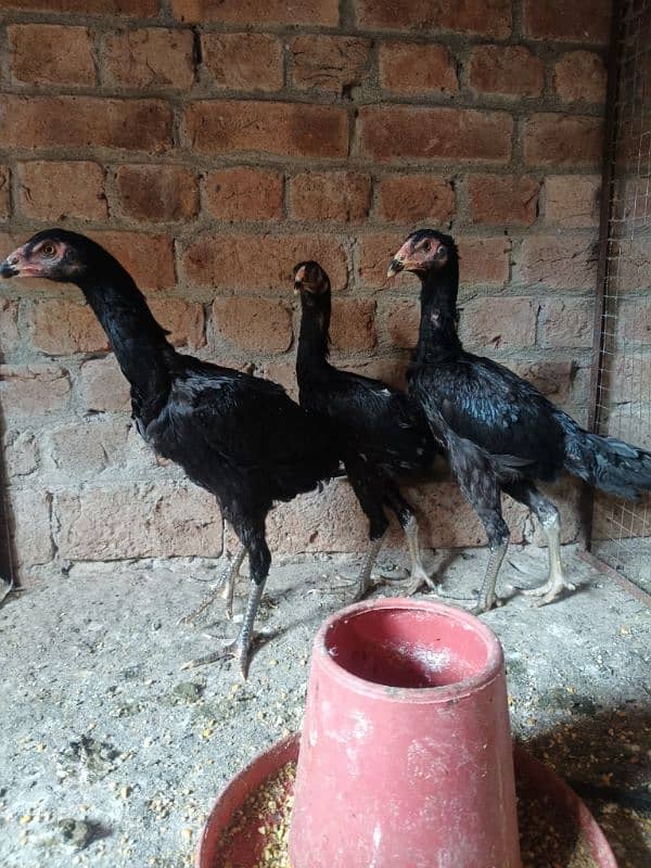 White O Shamo /Aseel pathy /king size/ shamo chicks/high Quality shamo 12