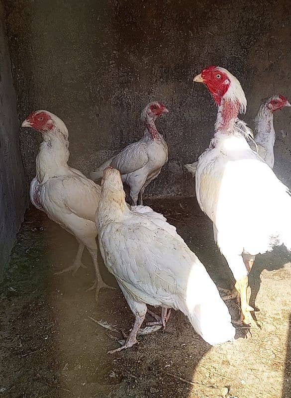 Top Quality Aseel Breeders/Pure aseel/Quality Hen/45 Pieces Available 14