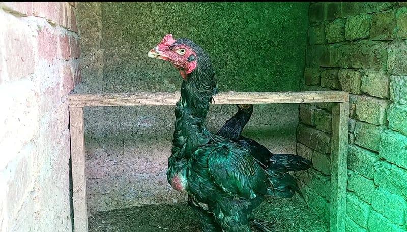 Top Quality Aseel Breeders/Pure aseel/Quality Hen/45 Pieces Available 18