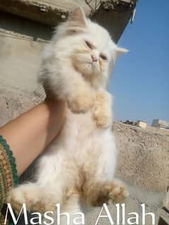 Pure Persian Punch Face Peki Bloodline Male Each Demand Kitten/Cat