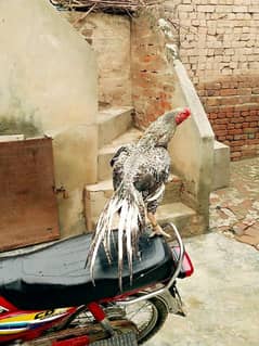 Indian parot beak long tail Aseel male03421337514