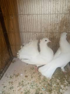 Fancy Male Cross German/ Female lakka Pigeon/Male Shirazi Pigeon