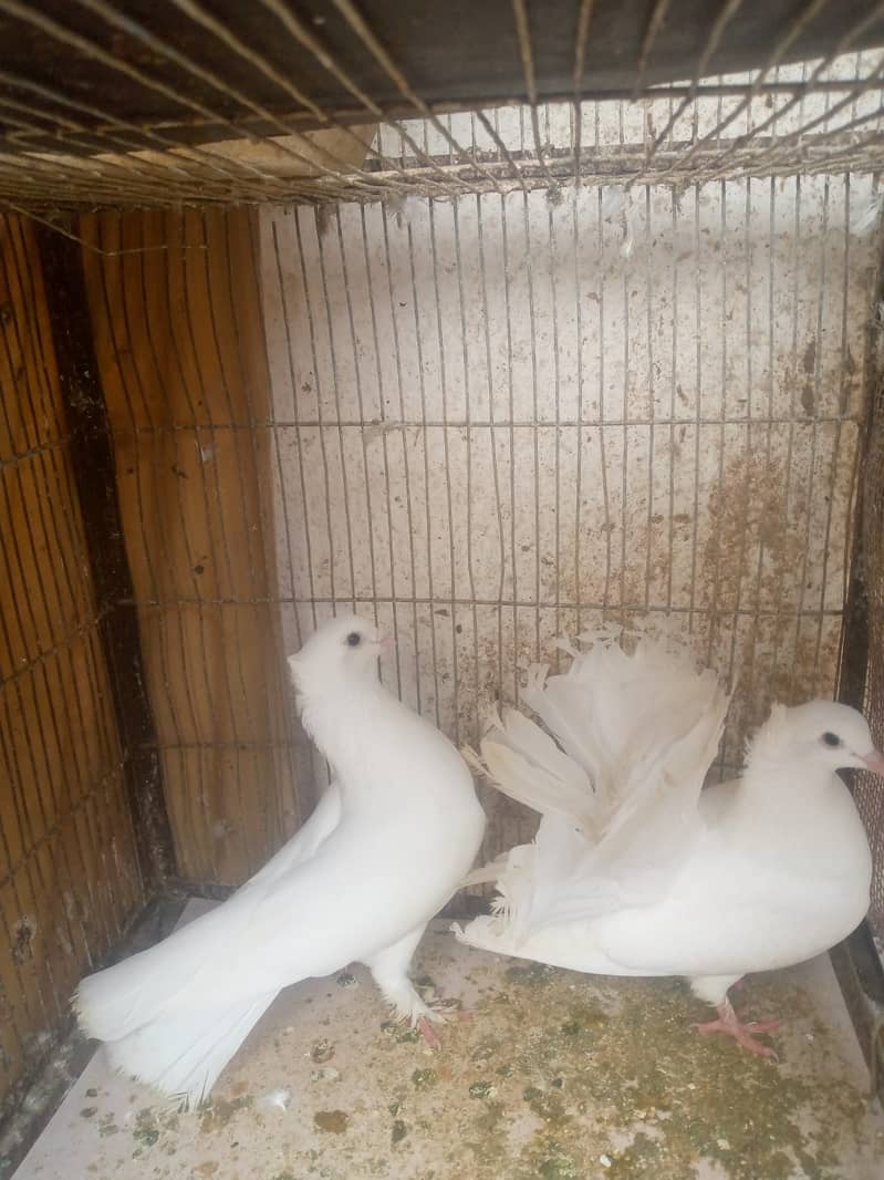 Fancy Male Cross German/ Female lakka Pigeon/Male Shirazi Pigeon 1