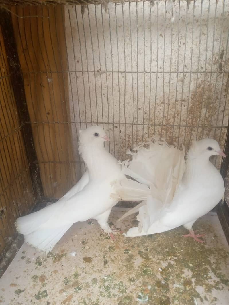 Fancy Male Cross German/ Female lakka Pigeon/Male Shirazi Pigeon 2