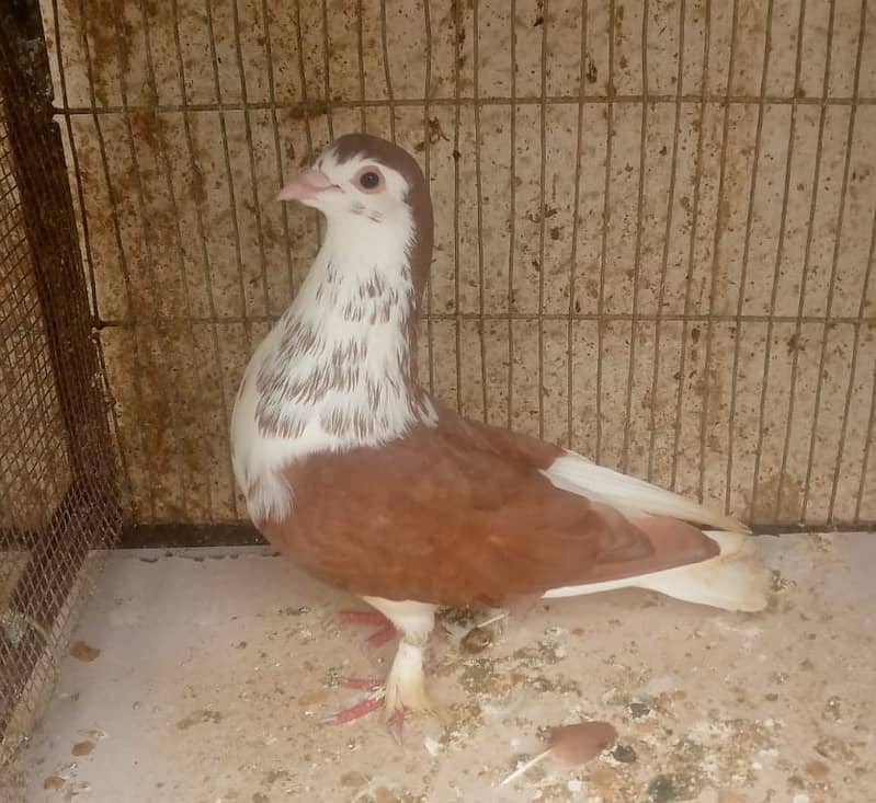 Fancy Male Cross German/ Female lakka Pigeon/Male Shirazi Pigeon 3