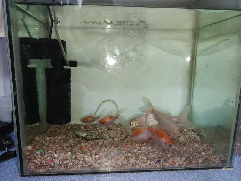 1.5 ft x 1 ft aquarium with 6 fishes 2