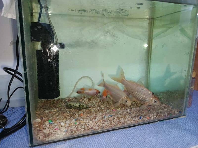 1.5 ft x 1 ft aquarium with 6 fishes 3