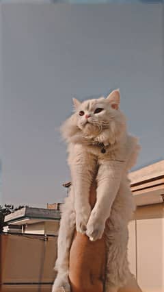 white persian cat Triple coated for sale