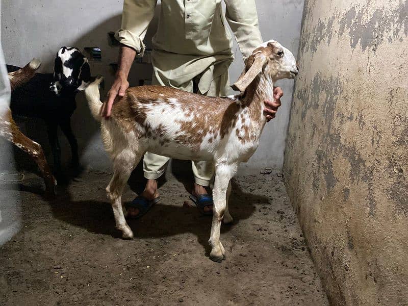 teddy bakri bakra goat 9