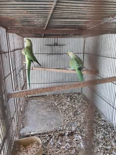 Green Ringneck Breeder pair 0