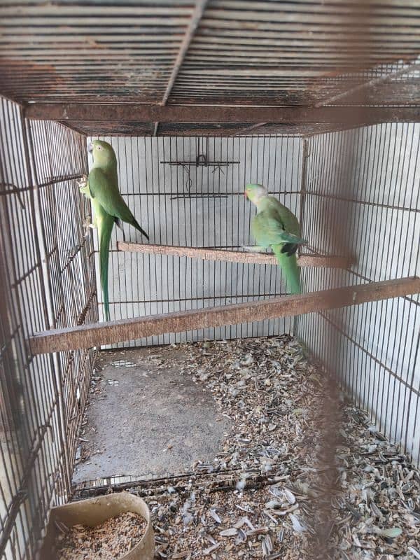 Green Ringneck Breeder pair 0