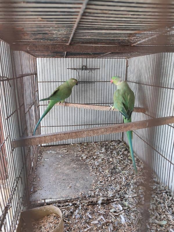 Green Ringneck Breeder pair 1