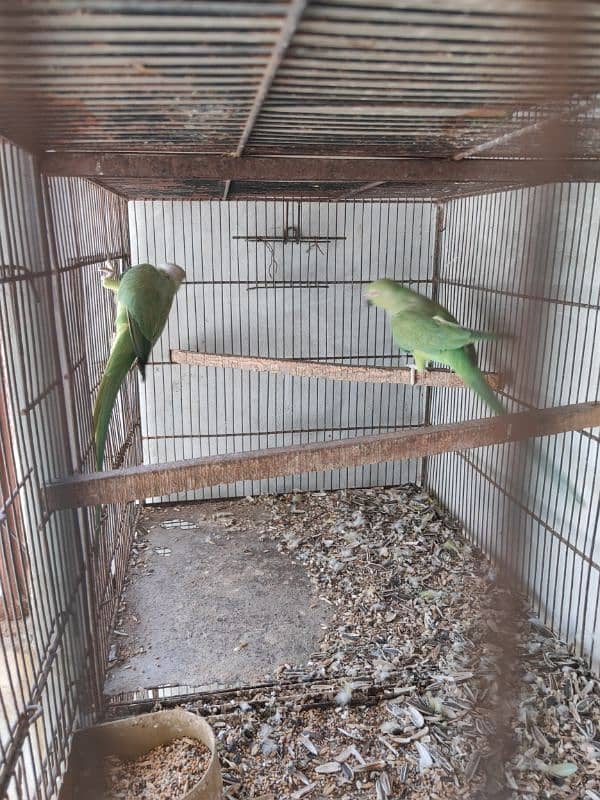 Green Ringneck Breeder pair 2