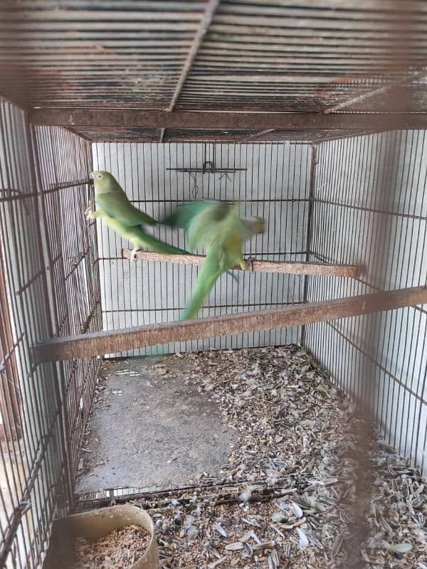 Green Ringneck Breeder pair 3