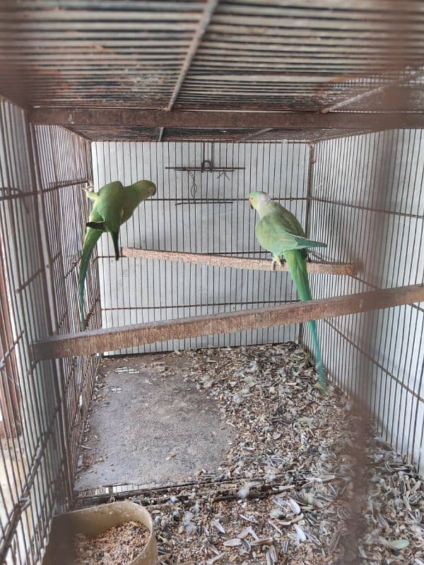 Green Ringneck Breeder pair 4