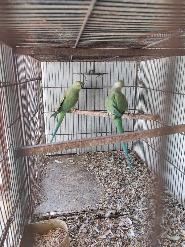 Green Ringneck Breeder pair 5