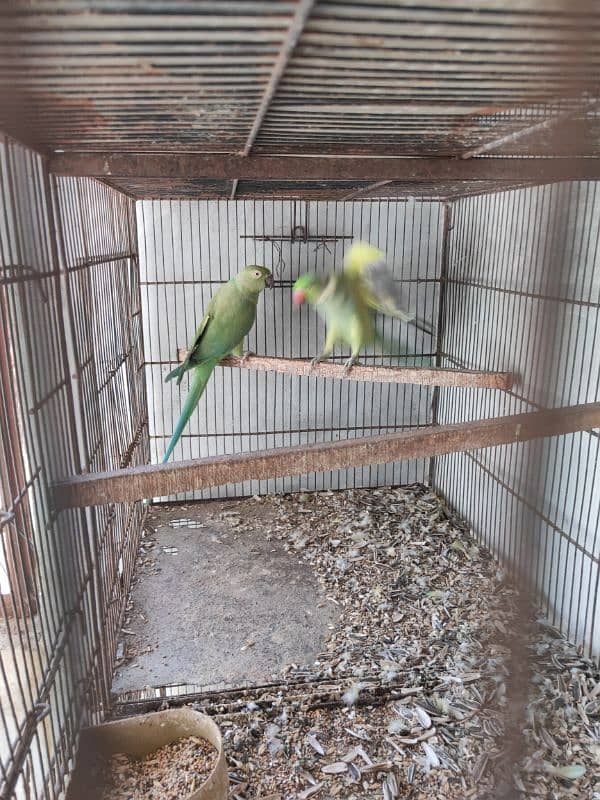 Green Ringneck Breeder pair 6