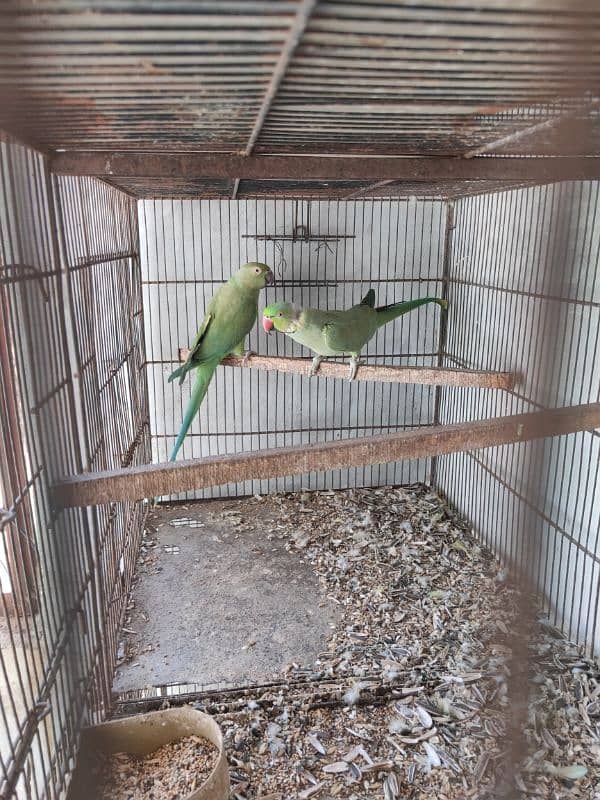 Green Ringneck Breeder pair 7