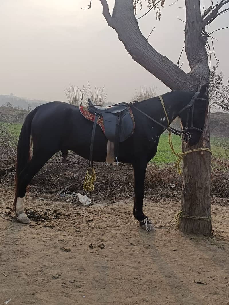 Black Horse For sell 1