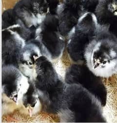 asterlop hen chicks 2 day age for sale