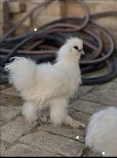 White silkie young breeder pair available