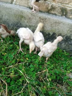 paper white heera chicks