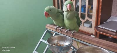 Raw parrot pair hand tamed