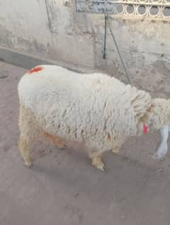 sheep for sale . age 4 month. heavy weight Hy ,