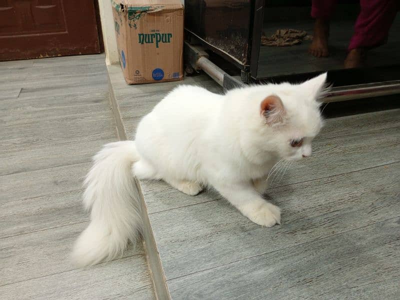 pure Persian cat 0