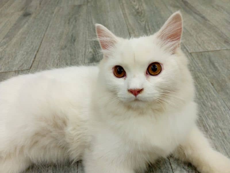 pure Persian cat 1