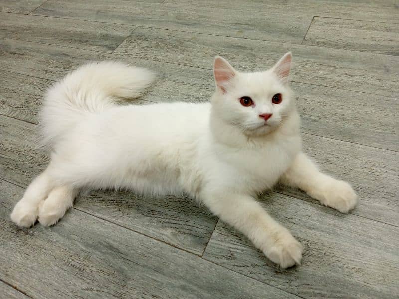 pure Persian cat 2